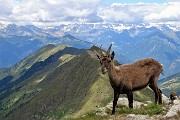 43 In Corno Stella con stambecco su sfondo Alpi Retiche